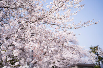 空をバックに咲く綺麗な桜