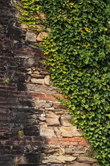 Old wall overgrown with ivy