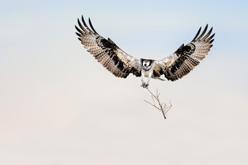 Osprey wings open wide. Pandion haliaetus carrying twig to build its nest. Landing sea hawk. Stick holding claws.