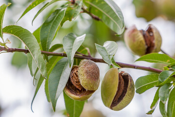 Reife Mandeln am Mandelbaum (Prunus dulcis),