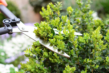 Pruning, trimming buxus, boxwood shrubs with hedge shears. Cutting off buxus branches in the garden...