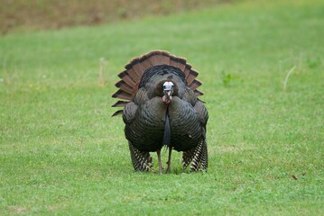 cape buffalo in the wild
