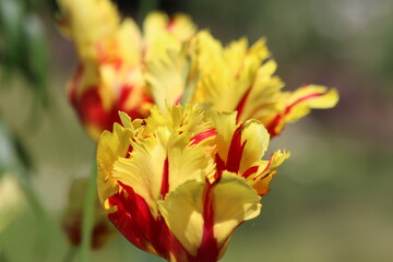 Yellow-red tulips