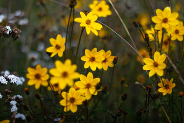 Obraz premium yellow flowers in the garden
