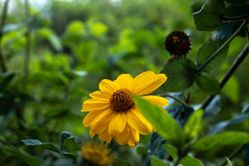 bee on a flower