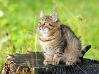 Obraz premium Cute striped kitten in the garden on a stump