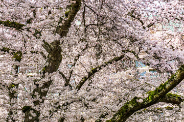 Cherry Blossoms Bursting Background 2