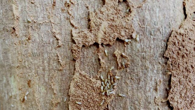 View of a colony of active termites on a large tree as they search for wood suitable for food.