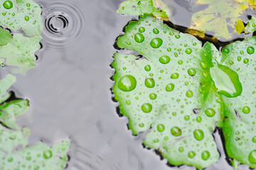 rain drop on lotus leaf, lotus leaves