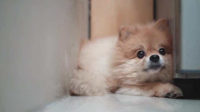 adorable pomeranian curling up twisting on before sleep by hiding in a dark private place from all. dog laying and looking find something at home. pet resting is curled at side wall and furniture 
