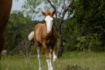 Bald face foal horse during summer in Texas ranch pasture.