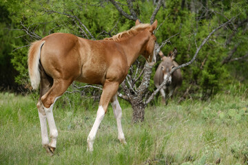 Obraz na płótnie Canvas Fancy colt horse in Texas summer pasture in rural field.