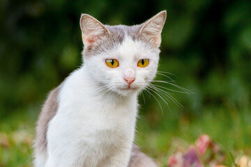 Naklejka na ściany i meble White spotted cat in the garden on a dark blurred background