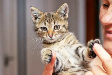 Woman holding a small striped kitten in the room