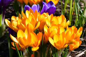 Fototapeta premium Bright yellow and blue crocuses bloom in a spring garden or park. Selective focus, blurred background