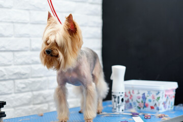 Overgrown Yorkshire Terrier breed dog on the grooming table