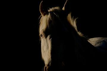 Young white horse with blue eyes closeup on black background.