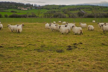 Obraz premium rebaño de ovejas lacha del pais vasco