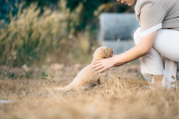 Young beautiful woman with casual clothes rubbing cute purebred golden Labrador retriever brown puppy dog in the yellow grass field. lovely pet, adorable doggy standing outdoor with copy space