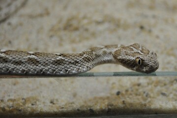 close up of a snake