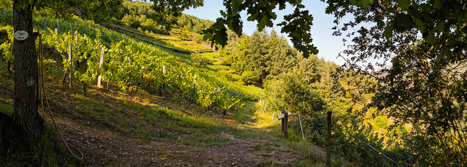 Vignobles en terrasses, les Palhàs de Molompize, Auvergne-Rhône-Alpes, Cantal, France