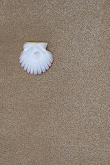 Fototapeta na wymiar Scallop shell on the sand of the beach