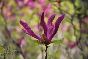 Fototapeta premium magnolia tree blossom in springtime. tender pink flowers bathing in sunlight