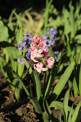 Fototapeta premium hyacinth blooms: pink and blue 