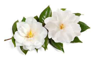 Naklejka na ściany i meble White camellia flowers