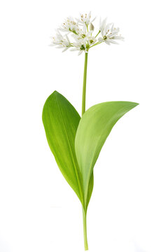 Ramsons flowers
