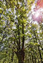 Chêne pubescent, vignobles en terrasses les Palhàs de Molompize, Auvergne-Rhône-Alpes, Cantal, France