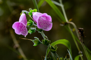 Pink and purple bell-shaped Digitalis flower with blotches