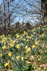 champ de fleurs jaunes au col du chioula