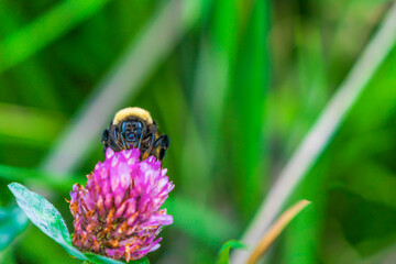 A bee covered with pollen