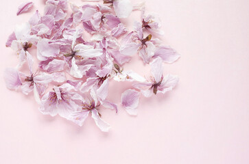 乾燥した桜の花