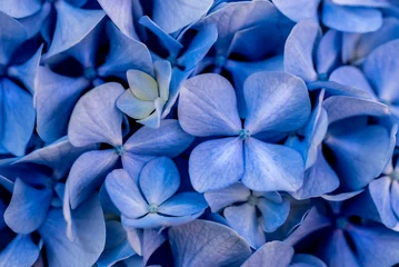 Rolgordijnen Blue hydrangea flower macro detail © Joe McUbed