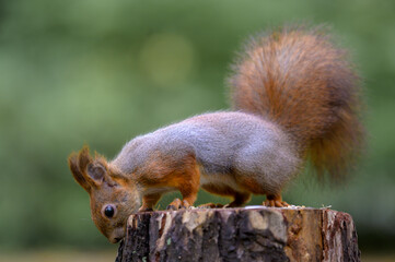 Squirrel