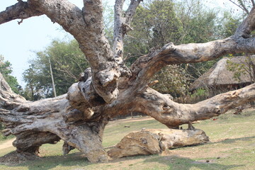 Old Tree Dead Hd Image 