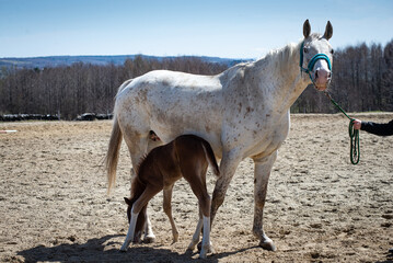 Koń źrebak z mamą, koń biały koń brązowy.