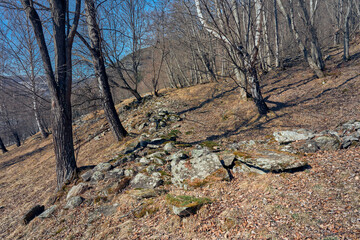 Cultural landscape with pasture and birches in early spring by Harpefoss in the Gudbrandsdalen Valley, Oppland, Norway.