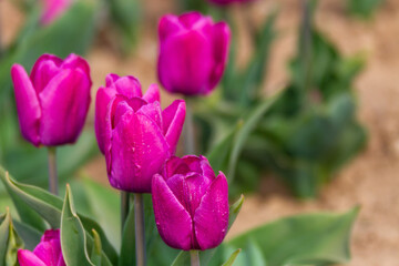 Tulipani viola dettagli