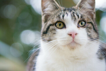 森の中で空を見上げる猫
