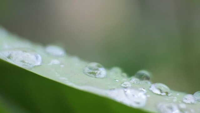 pan shoot video of dew on leaves. raindrops wet in nature. water dew hd videos.