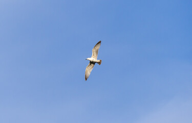Rivergull soars high in the blue sky. Seagull fly wings spread wide on the wind. Birdlife in wild nature. Freedom concept.