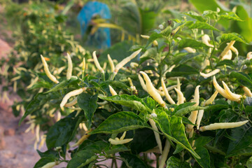 yellow chili pepper tree at the garden in morning.