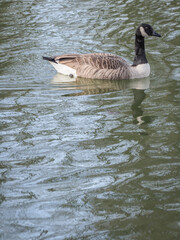 oies sur un lac du Bois de Boulogne à Paris