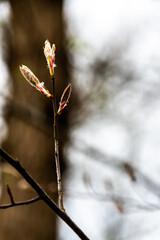Twig with leaf buds - obrazy, fototapety, plakaty
