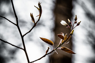 Twig with leaf and flower buds