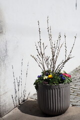 The flowers and pussy willows are in the pot which is next to the exterior wall.