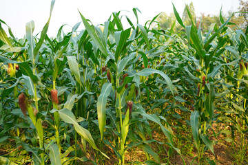 Corn field close up. Selective focus. Green Maize Corn Field Plantation in Summer Agricultural Season. Close up of corn on the cob in a field.